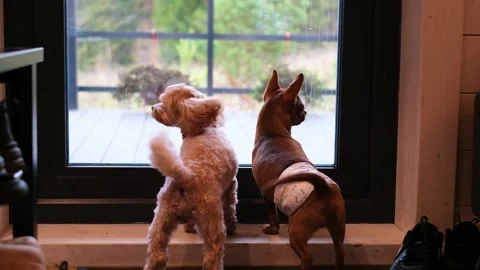 Two dogs, one fluffy and one sleek, are intently watching a larger dog outside Stock Footage 318529902