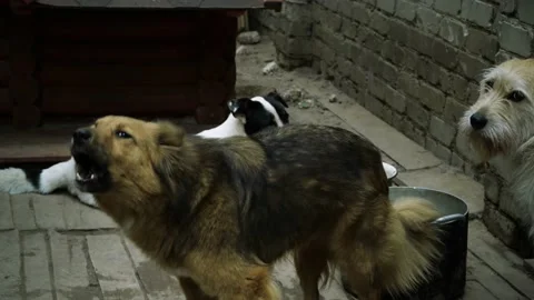 Two dogs , one of them barks Stock Footage 156902953