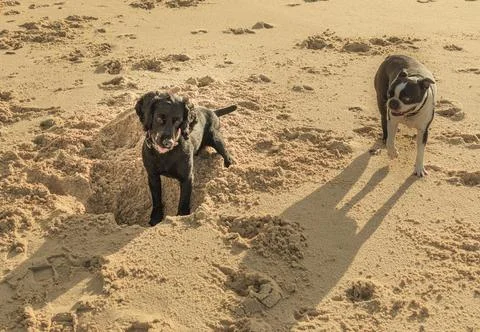 Two dogs one of them digging a hole on the beach Stock Photos