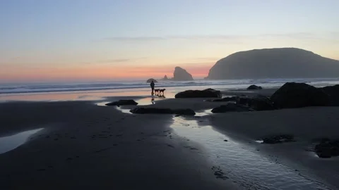 Two dogs on Oregon beach sunset Video stock 235723403