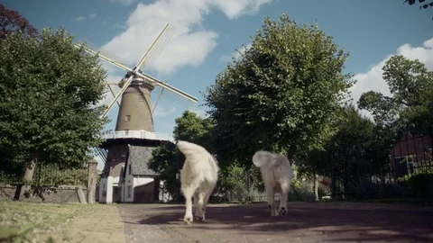 Two dogs passing the screen in front of a dutch windmill in a small village Stock Footage 85214752