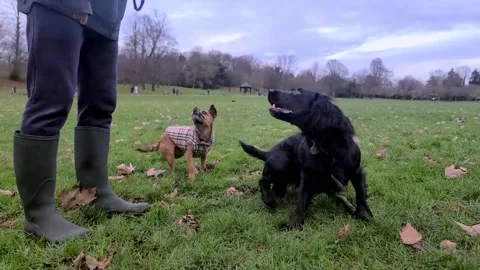 Two dogs performing a trick spinning around Stock Footage 262470743