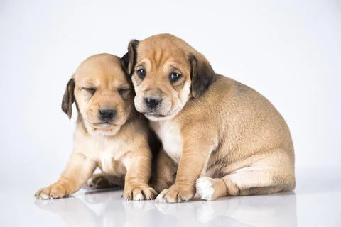 Two dogs, Pet, animals concept Stock Photos