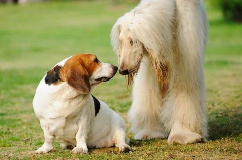 Two dogs Stock Photos