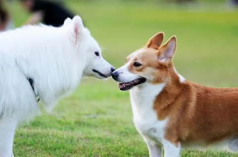 Two dogs Stock Photos