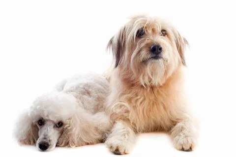 Two dogs Foto stock