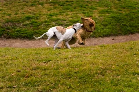 Two dogs Stock Photos