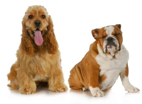 Two dogs Stock Photos