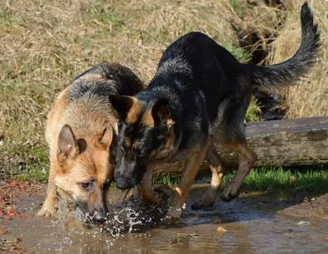 Two dogs Stock Photos