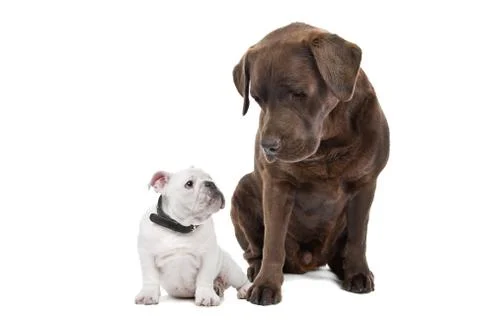 Two dogs Stock Photos