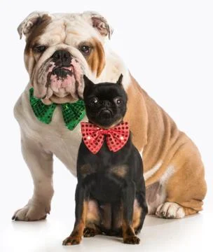 Two dogs Stock Photos