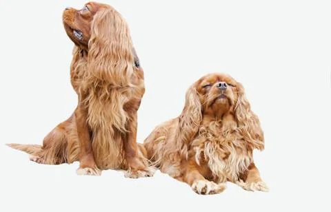 Two dogs Stock Photos