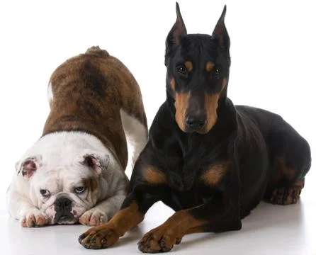 Two dogs Stock Photos