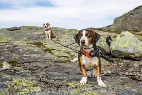 Two Dogs Stock Photos