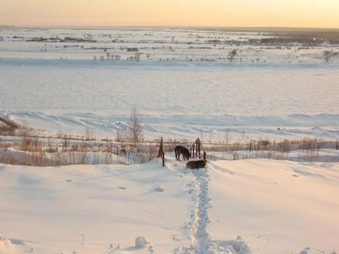 Two dogs Stock Photos