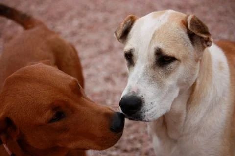 Two Dogs Stock Photos
