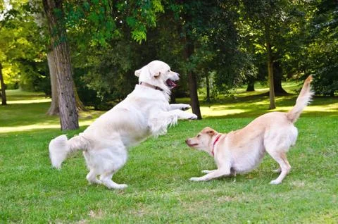 Two dogs Stock Photos