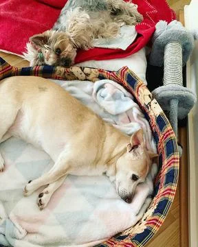 Two dogs Stock Photos