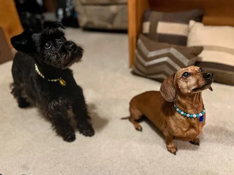 Two Dogs Stockfoto's