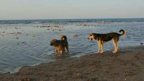 Two dogs play and splash near the shoreline at sunset Stock Footage 317964370
