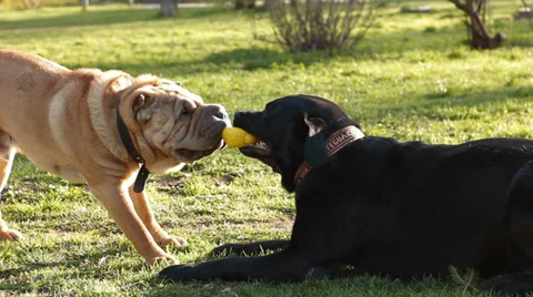 Two dogs play ball Video stock 38309326