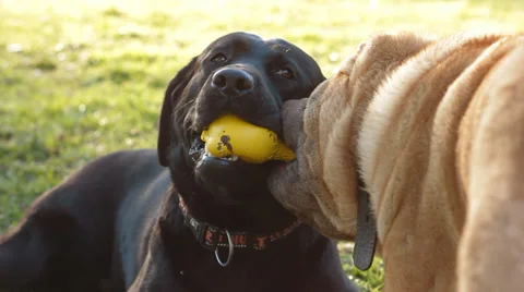 Two dogs play ball Stock Footage 38309456