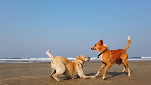 Two dogs play on the beach Stock Footage 128837909