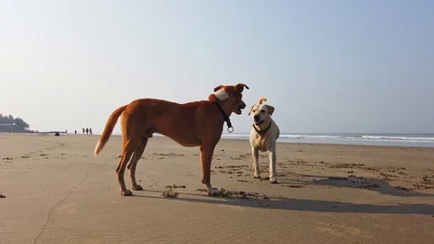 Two dogs play on the beach Stock Footage 128840377
