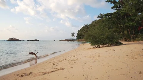 Two dogs play on the beach at sunset. Stock Footage 109119674