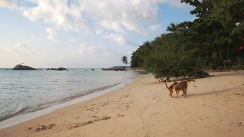 Two dogs play on the beach at sunset. Stock Footage 109119968