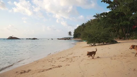 Two dogs play on the beach at sunset. Stock-Footage 109120426