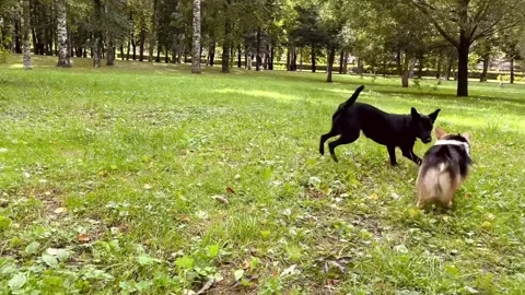 Two dogs play catch-up with each other in the park on the grass Stock Footage 215662659