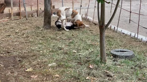 Two dogs play catch-up on the grass. High quality FullHD footage Stock Footage 282448659