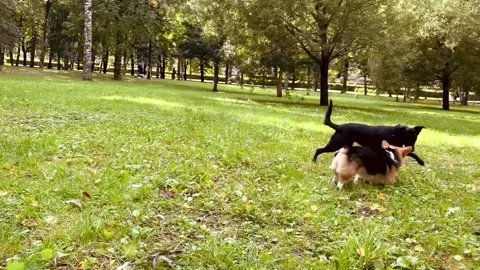 Two dogs play catch-up in a green park on the grass Stock Footage 215962092