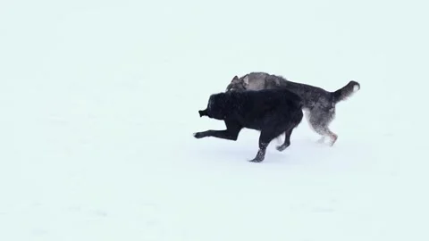 Two dogs play catch-up in the park on the snow. Stock Footage 307278074