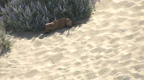 Two Dogs Play with Each Other on Sand Dune 2 Stock Footage 4280077