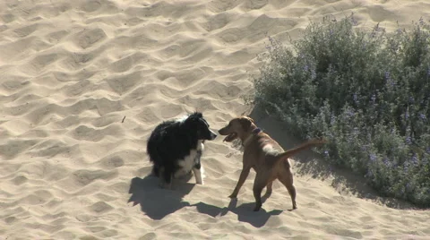 Two Dogs Play with Each Other on Sand Dune Stock Footage 4280243