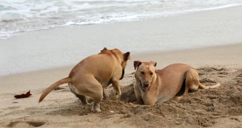 Two dogs play with each other in the sand on a beach. Stock Footage 147957281