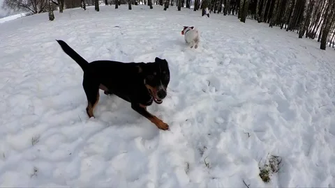 Two dogs play with each other in the snow, jack russell Stock Footage 202101701
