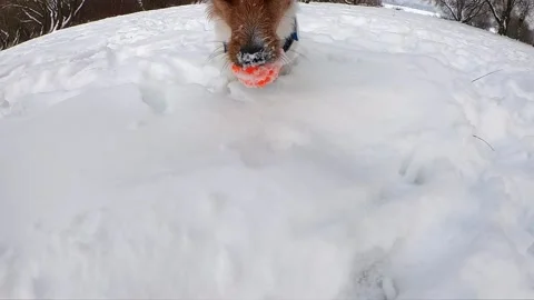 Two dogs play with each other in the snow, jack russell Stock Footage 202101807