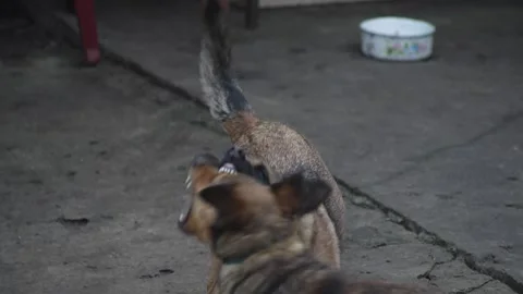 Two dogs play fighting and wrestling together Vidéo 340030600