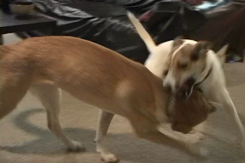 Two Dogs Play-Fighting Stock Footage 532485