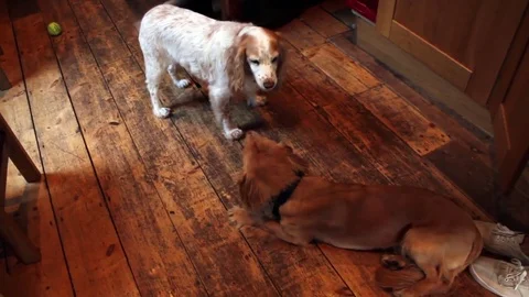 Two dogs play fighting. Stock Footage 79115344