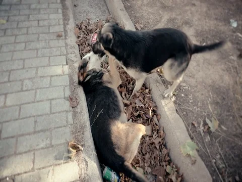 Two dogs play Video stock 77275905