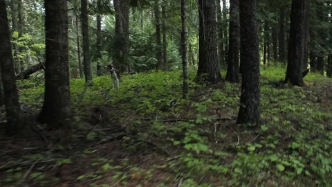 Two Dogs play in a forest Vídeo Stock 92966104