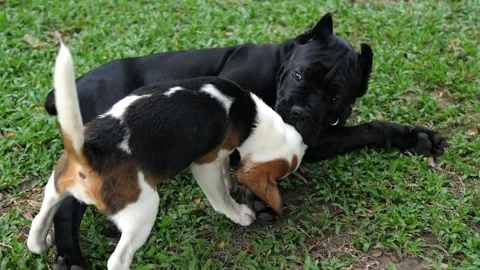 Two dogs play funny with each other on lawn in grass. Pets happily lie Stock Footage 258917027