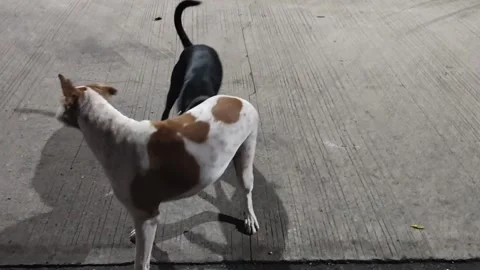 Two dogs play in the night with a shadow 스톡 동영상 302786305