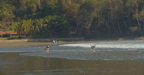 Two dogs play in the ocean waves Stock Footage 108583623