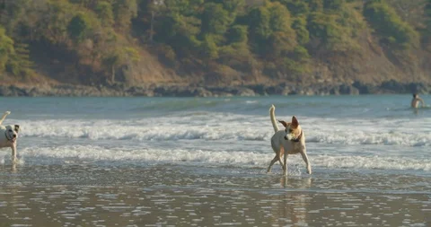 Two dogs play in the ocean waves 2 Stock Footage 108584991