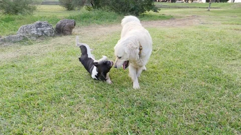 Two dogs play in the park Vidéo 82669137